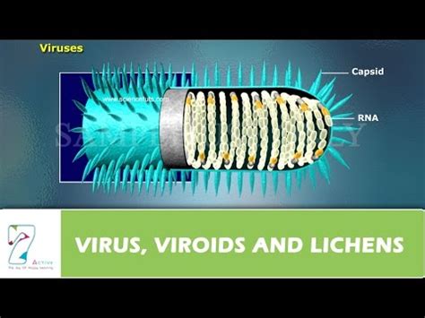 Viruses, Viroids and Lichens Video Lecture - Biology Class 11 - NEET