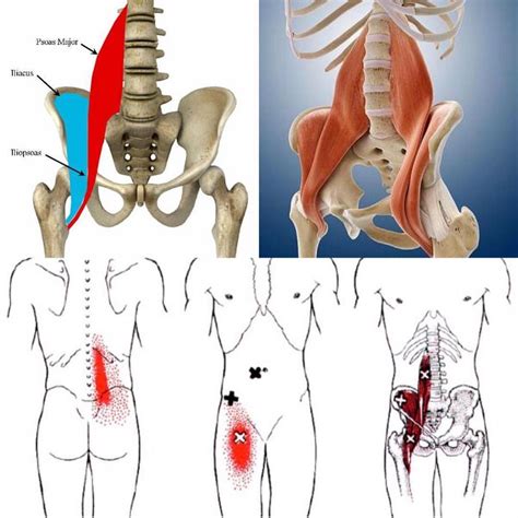 Pelvic Floor Muscle Spasm Causes - kitchencor