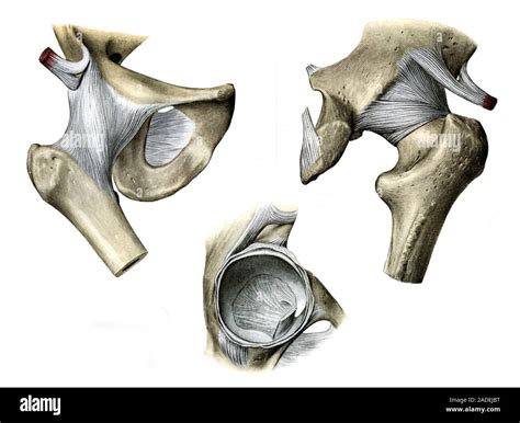 Illustrations of the right hip joint from the front (left), from behind ...