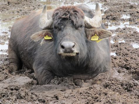 Water Buffalo Italy at Hunter Coningham blog