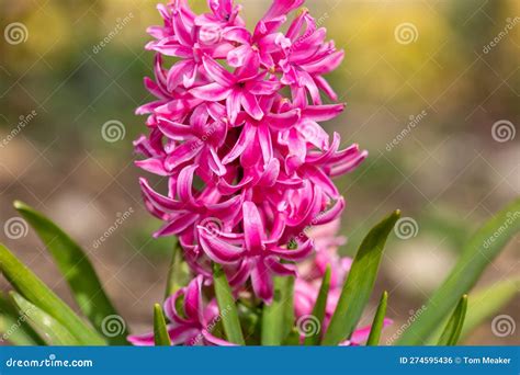 Common Hyacinth (hyacinthus Orientalis) Plant Stock Photo - Image of ...