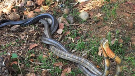 ഇണചേരുകയാണെന്ന് തെറ്റിദ്ധരിക്കല്ലേ, വാസ്തവം ഇതാണ്... - LIFESTYLE ...