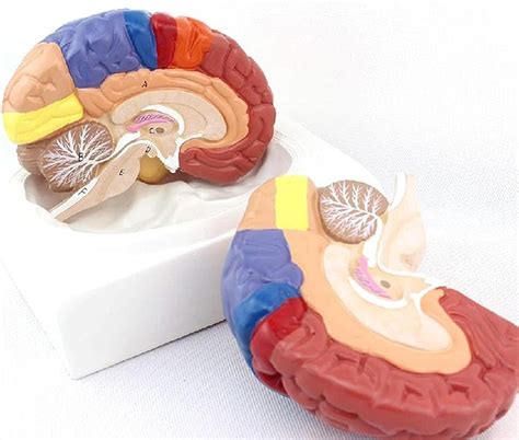 Human Brain Model With Colored And Labeled Regions Functional Area ...