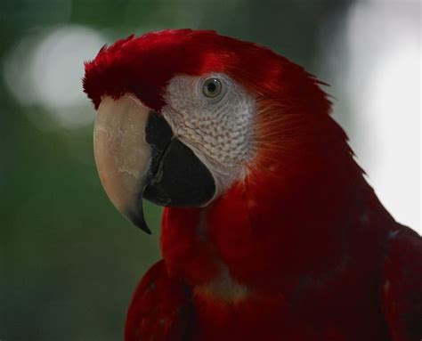 Wildlife Observation Journal: Coati, agouti, iguanas, and captive animals on a resort - Quintana ...
