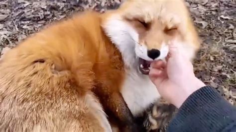 狐狸吃什么食物 狐狸吃的食物_知秀网
