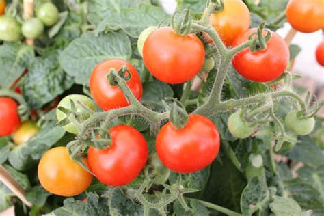 10 Common Tomato Plant Problems At Home And How To Solve Them ...