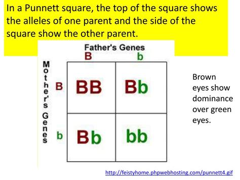 PPT - PUNNET Square NOTES for ISN 49 PowerPoint Presentation, free ...