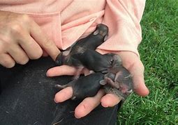 Image result for One Week Old Cottontail Bunnies
