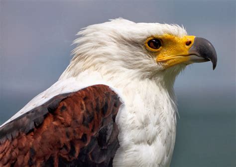 Amazing Animals Pictures: The Proud African Fish Eagle (Haliaeetus ...