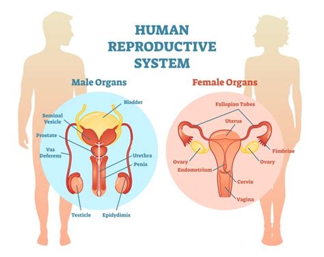 Image result for Reproduction Science