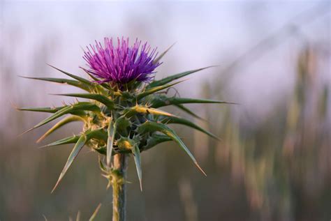 7 Health Benefits and Uses of Milk Thistle, Explained