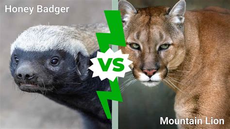 Honey Badger V Lion