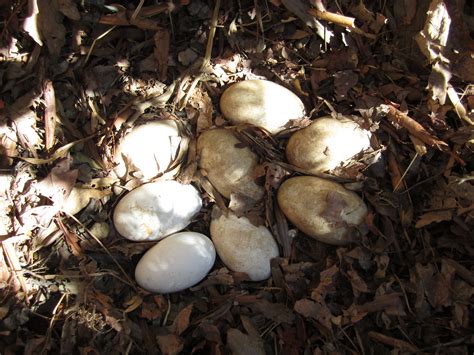 Goose Nest! - KW Homestead