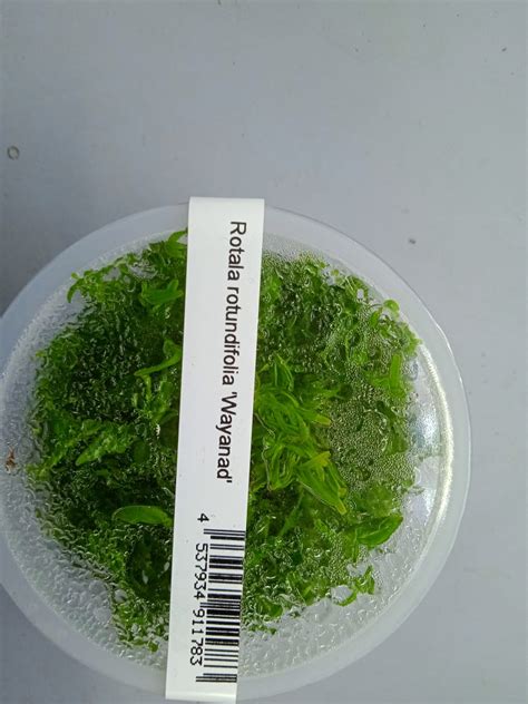 Rotala Rotundifolia Wayanad - IC432 | Aquarium Aquascaping – Splashy ...