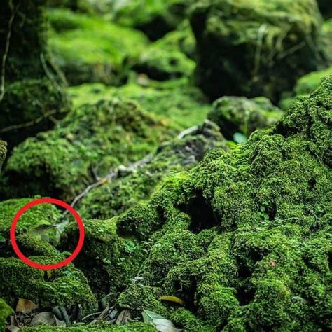 Optical Illusion: Only 5% of people can find the hidden bird in the ...