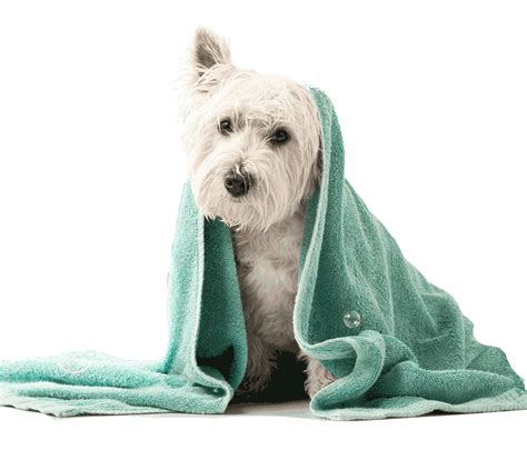 Waterless Foam Cleanser for Dogs - Jumbo Splash - Jumbogreen