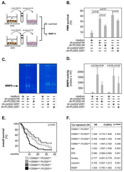PLOD2 Is a Prognostic Marker in Glioblastoma That Modulates the Immune ...