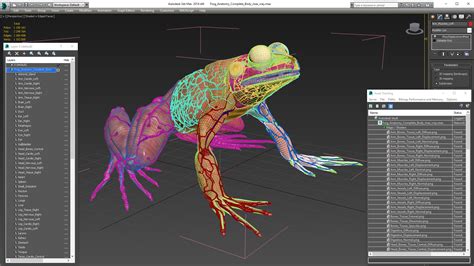 3D Frog Anatomy Complete Body | 3D Molier International