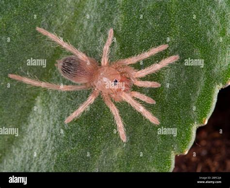 Salmon Pink Birdeater Sling