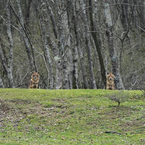 Image result for Watch Wolves Online Free