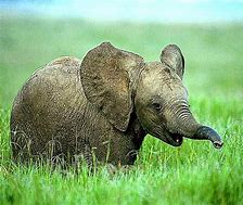 Image result for African Baby Wallpaper