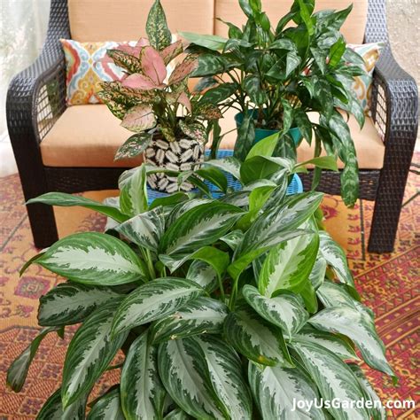Types Of Indoor Plants Green