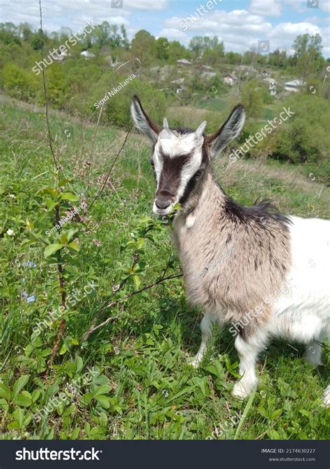 My Little Goat Eating Green Bush Stock Photo 2174630227 | Shutterstock