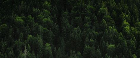 Download wallpaper 2560x1080 forest, trees, coniferous, green, treetops ...