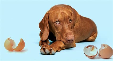 Image result for Egg Shells for Dogs