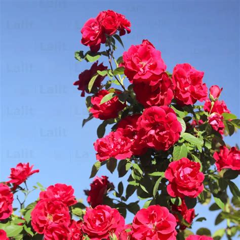 Creeping, Climbing Rose (Red) - Plant – Lalit Enterprise