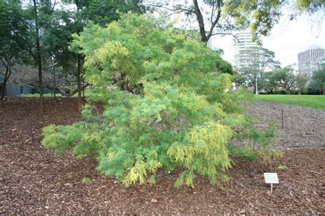 Acacia pubescens - Downy Wattle, Hairy-stemmed Wattle | Australian ...