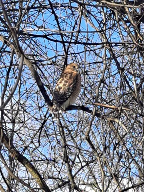 Hawk in a tree in our development. Central NJ suburbs. : r/whatsthisbird