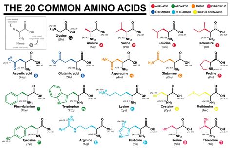 What Are Amino Acids? | The Science Blog