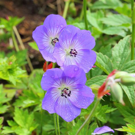 Rozanne Cranesbill - Geranium x 'Rozanne' - ServeScape