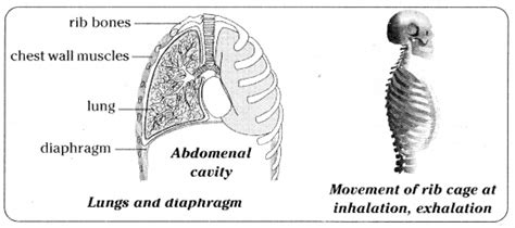 ts scert 10th class Biology Lesson 2 Respiration