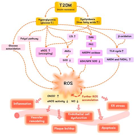 Roles of Reactive Oxygen Species in Vascular Complications of Diabetes ...