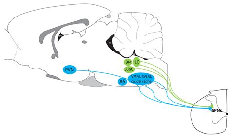 Centrally Projecting Edinger-Westphal Nucleus in the Control of ...