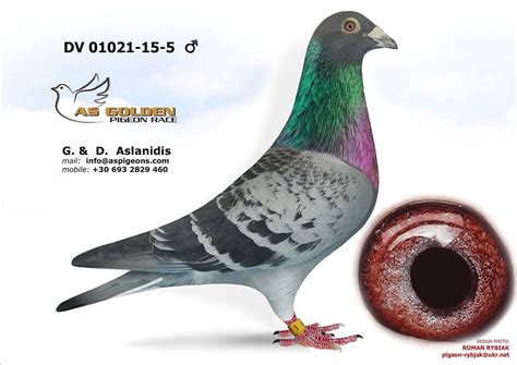 AS Golden Pigeon Race