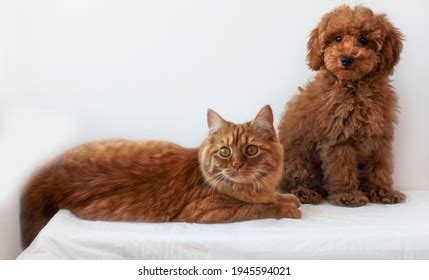 Image result for Discord Color Message