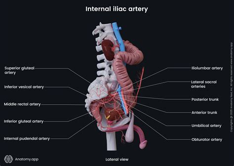 Branches Of Internal Iliac