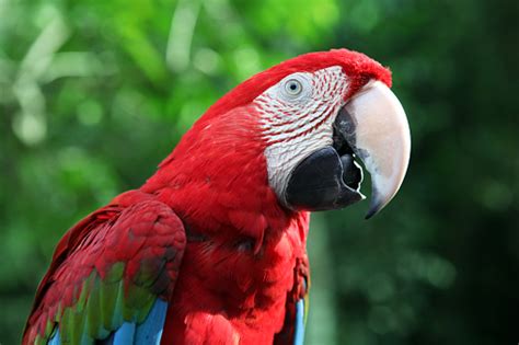 Image result for Coco Key Red Parrot