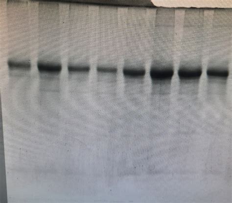 What is the reason behind blotches in western blots? | ResearchGate