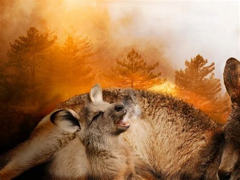 One billion animals killed or imperilled by Australian fires, says expert