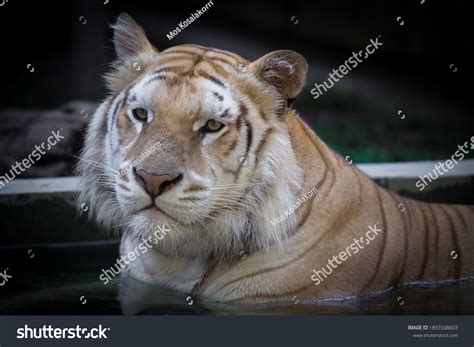 Golden Tabby Tiger Strawberry Tiger Panthera Stock Photo 1893508603 ...