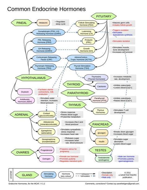 Image result for Endocrine System Flow Chart