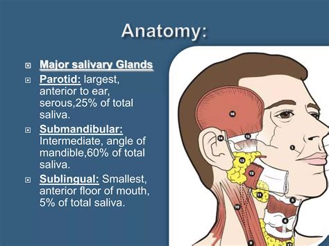 Salivary gland structure and function | PPTX