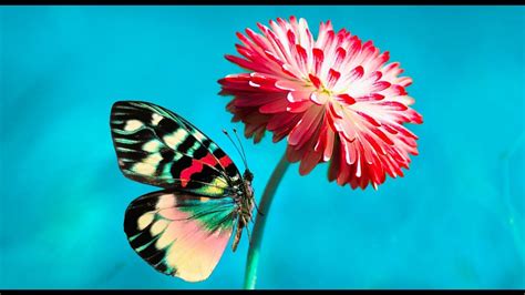 Image result for Acrylic Butterfly Tutorial