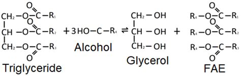 A New Approach for Synthesizing Fatty Acid Esters from Linoleic-Type ...