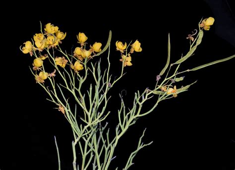 Senna aphylla (Cav.) H.S.Irwin & Barneby | Plants of the World Online ...