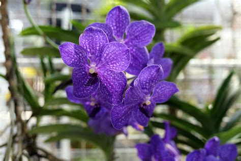 Vanda Orchid Mount at Booker Zuniga blog